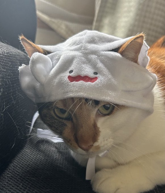 Mike lying in sunbeam