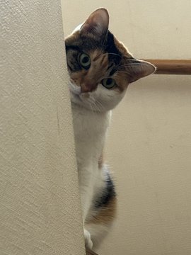 Mike the Cat relaxing